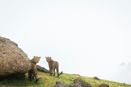 Jawai Leopard Wildlife Safari