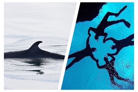 Top-Rated Snorkeling in Silfra & Whale Watching | Self-Drive from Reykjavik