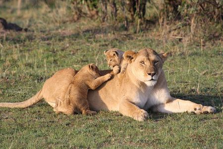 2 Days Masai Mara Private Safari From Nairobi