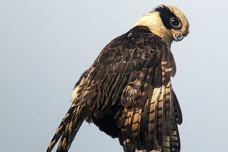3 Hours Uvita Bird Watching Oro Verde