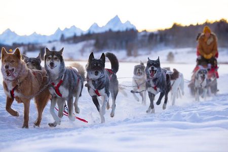 Jackson Hole Full-Day Dog Sledding and Snowmobiling Combo Trip 