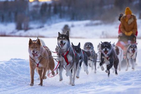 Jackson Hole Dog Sledding Adventure