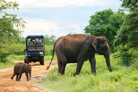 Day Excursion at Udawalawe National Park From Galle