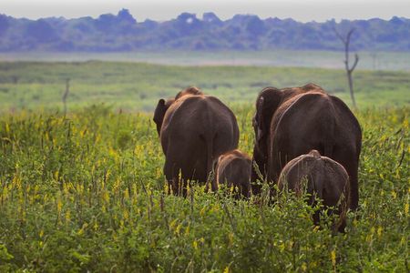 Day Excursions To Udawalawe National Park From Negombo