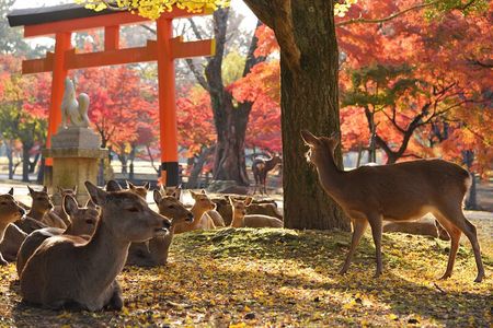 Private Nara Tour with Government Licensed Guide & Vehicle (Osaka Departure)