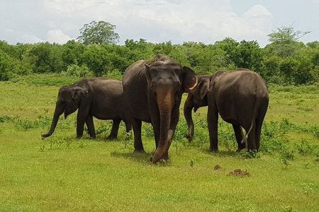 Hikkaduwa/Galle/Mirissa : Transfer to Ella & Udawalawe safari 