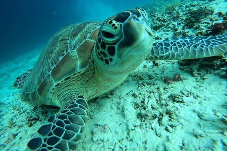 Half-Day Private Guided Snorkeling Turtles Underwater Statues 