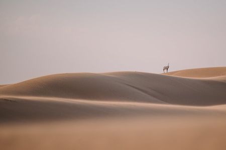 Best of Arabia in 1 day