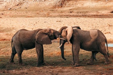 1-Day Selous (Nyerere National Park) Fly-In Safari from Zanzibar