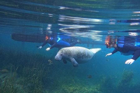 Small Group Manatee Swim Tour With Free Photos