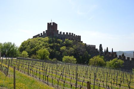 Pagus Wine Tours® - Soave and Amarone - Half day wine tour