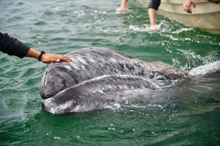 Gray Whale Watching Expedition at Magdalena Bay