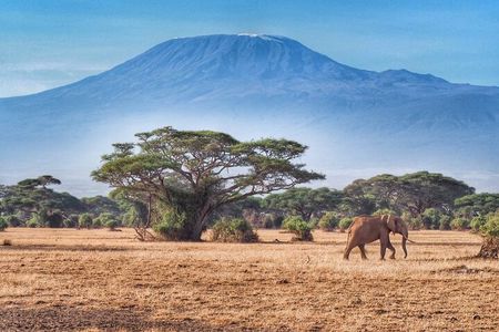 6-Days Masai Mara, Nakuru & Amboseli Group Safari on Landcruiser