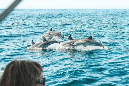 Byron Bay Dolphin Tour - Ocean Safari