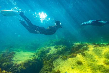 Kangaroo Island - Swim with Dolphins/Seals/Coastal Snorkel