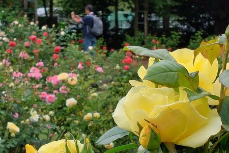 Lyttelton Shore Excursion: Christchurch City Sights