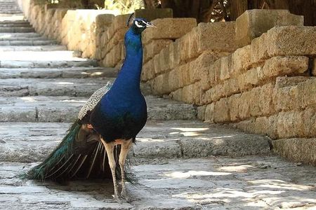 PRIVATE EXCURSION-Butterfly Valley, 7Springs and Filerimos Hill