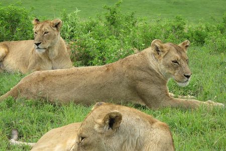 5-Day Lake Manyara, Serengeti, Ngorongoro Crater and Tarangire