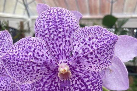 Botanical Experience at Rio de Janeiro Botanical Garden