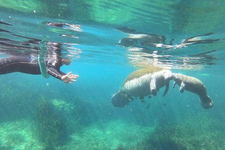 4 Hour VIP Manatee Snorkel with In Water Guide–Small Group