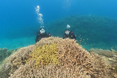 Okinawa: Discover SCUBA Diving 1 Dive at Minna, Sesoko or Motobu