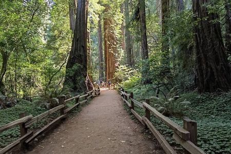 Alcatraz Plus Muir Woods and Sausalito Combo Tour