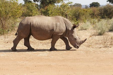 Game Drive and White Rhino Walking Safari in Livingstone