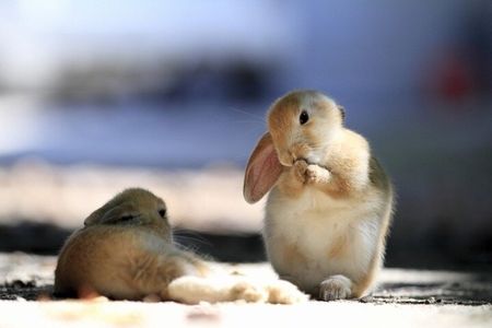 Private Full-Day Okunoshima and Hiroshima Sake Breweries Tour