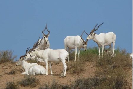Descouver the wildlife of Sous Massa by 4x4 & Admission tickets 
