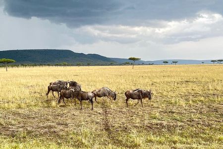 Lake Nakuru, Naivasha & Masai Mara 5 Days 4x4 Jeep Safari
