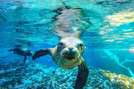 Coronado Island Adventure, snorkeling & picnic on the beach