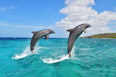 Wasini Dolphin Snorkeling