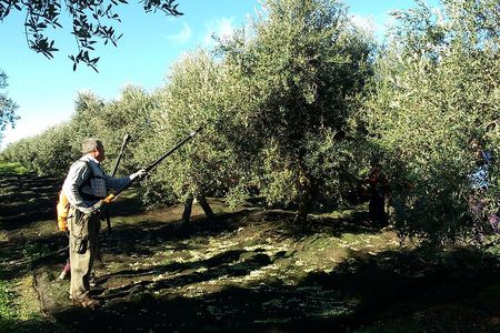 Private Olive Oil Tour from Sevilla