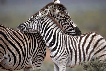 Aquila Game Reserve Big Five Safari Tour