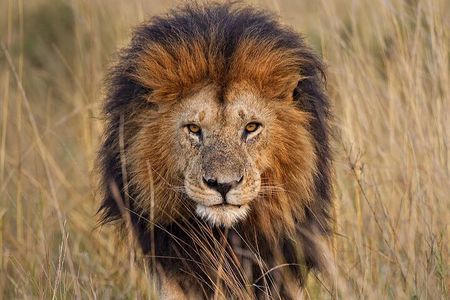 Unforgettable Lion Safari Adventure from Johannesburg