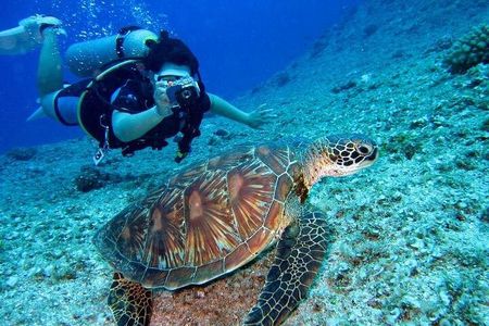 Snorkeling with Turtles - Experience in Abu Dabbab