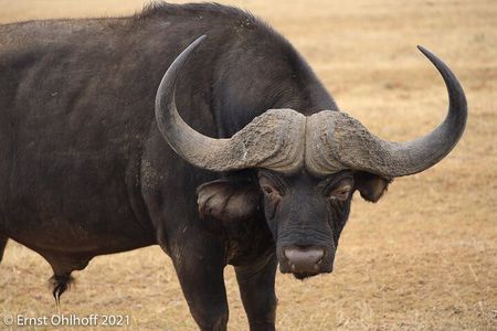 Schotia open vehicle safari game drive maximum 10 pax