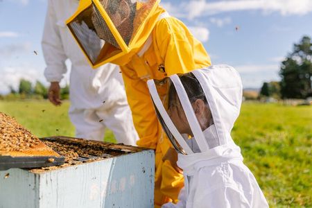 Small-Group Beekeeping Experience in Tauherenikau