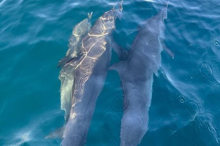 3-Hours Dolphin and Turtle Watching in Puerto Escondido
