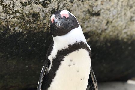 FULL Day Cape Point and Boulders Penguin Colony 
