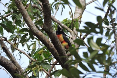 6-Hour Birdwatching Ruta de los Cenotes Playa del Carmen