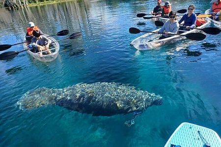 Manatees and Monkeys Clear Kayak Adventure