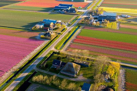Guided Bike Tour along the Dutch Tulip Fields in Noord Holland 