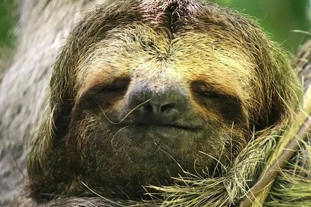 Manuel Antonio National Park Guided Tour