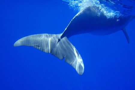Whale Watching with Hotel Pickup & Dropoff