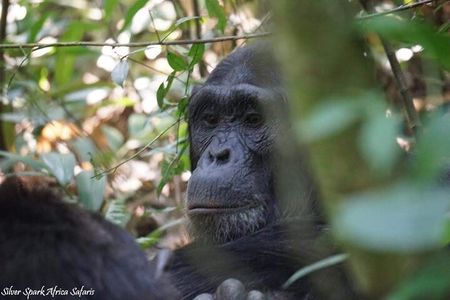 13-Day Uganda Mgahinga Gorilla Trek, Maasai Amboseli Park
