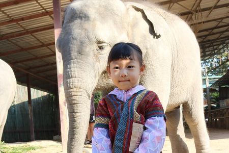 Chiang Mai Elephant Sanctuary Small Group Ethical Tour