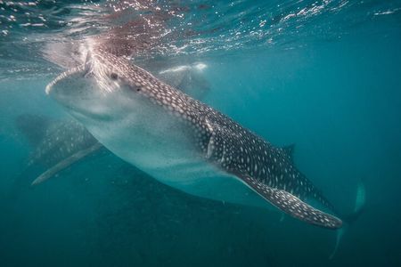 ULTIMATE HIGHLIGHTS TOUR: Whale Sharks, Sea Lions & Beach Lunch