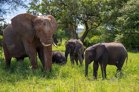 Arusha: 3-Day Safari Tarangire, Flamingo Walk Lake Natron Tour
