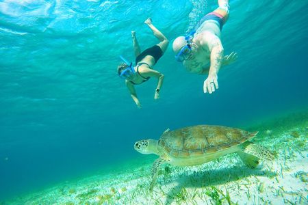 Starfish, Stingrays and the Turtle Sanctuary Cozumel Snorkel Tour